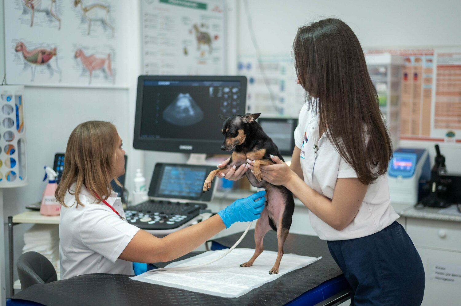 Обзорное УЗИ брюшной полости 